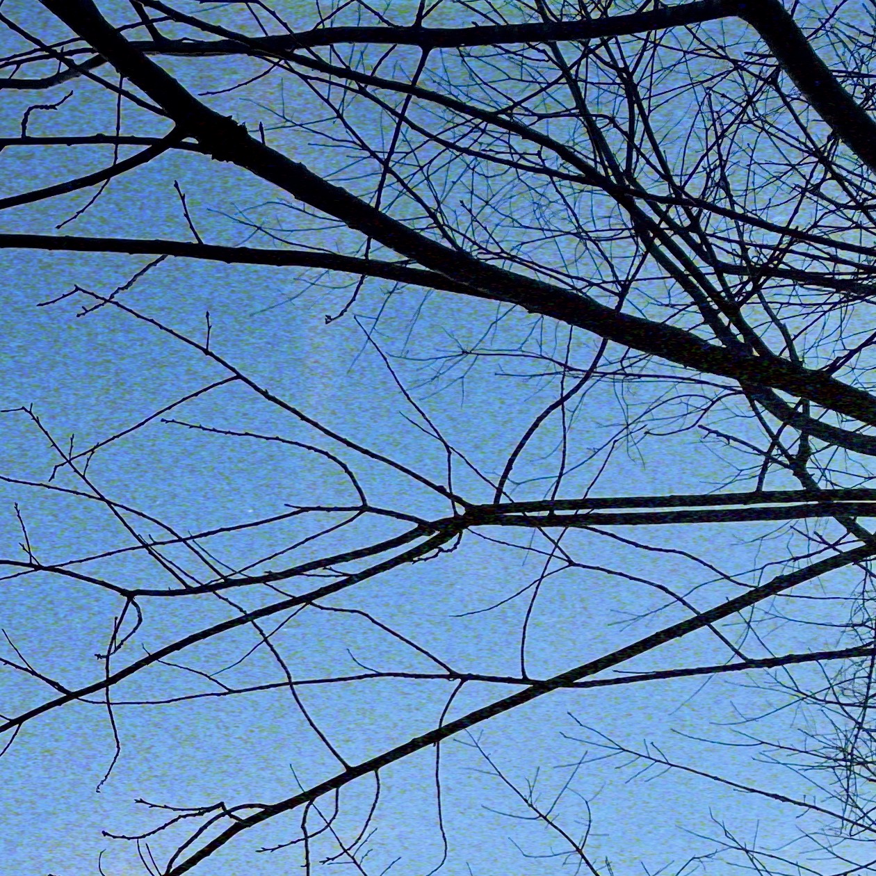 Bare tree branches against blue sky