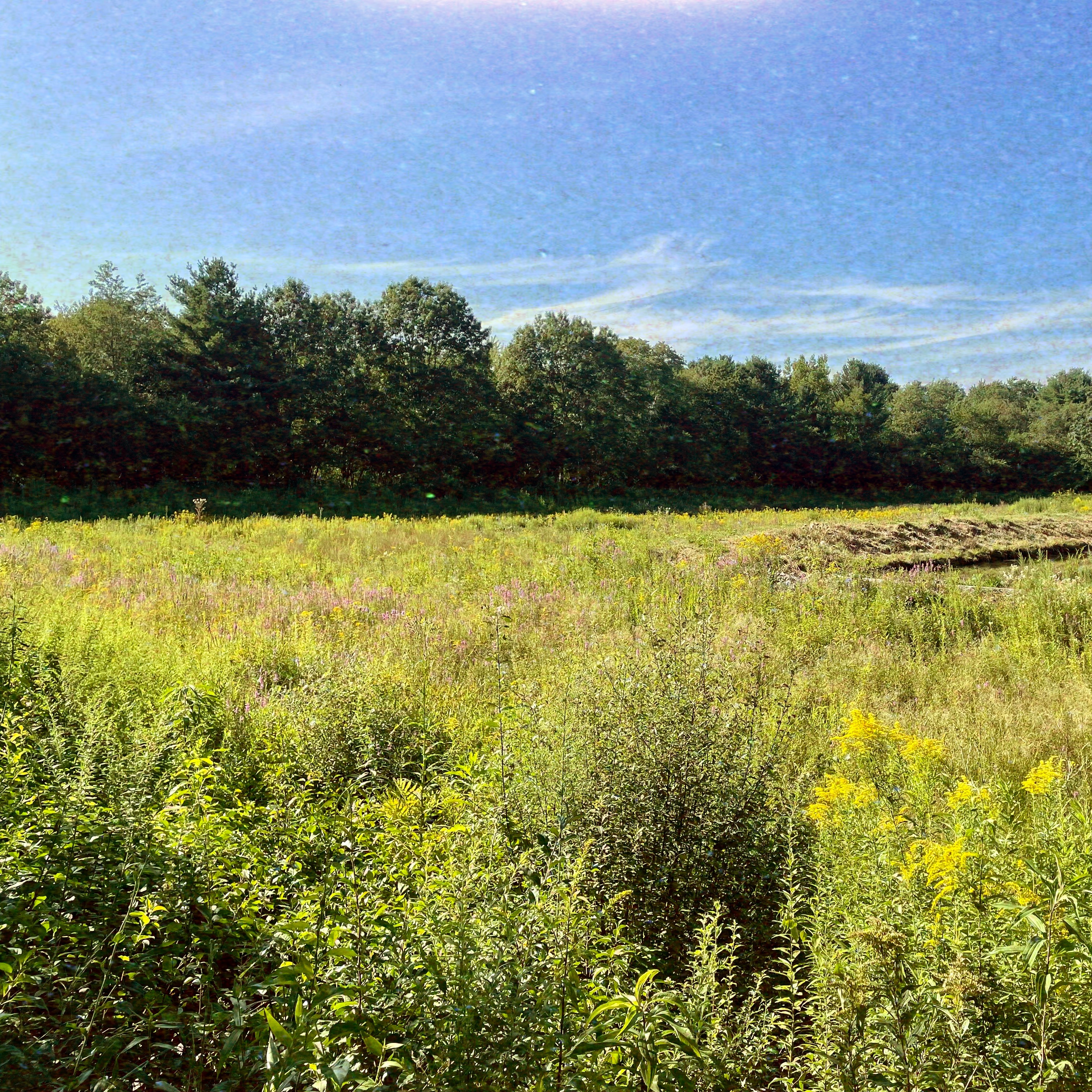 Meadow with trees in background