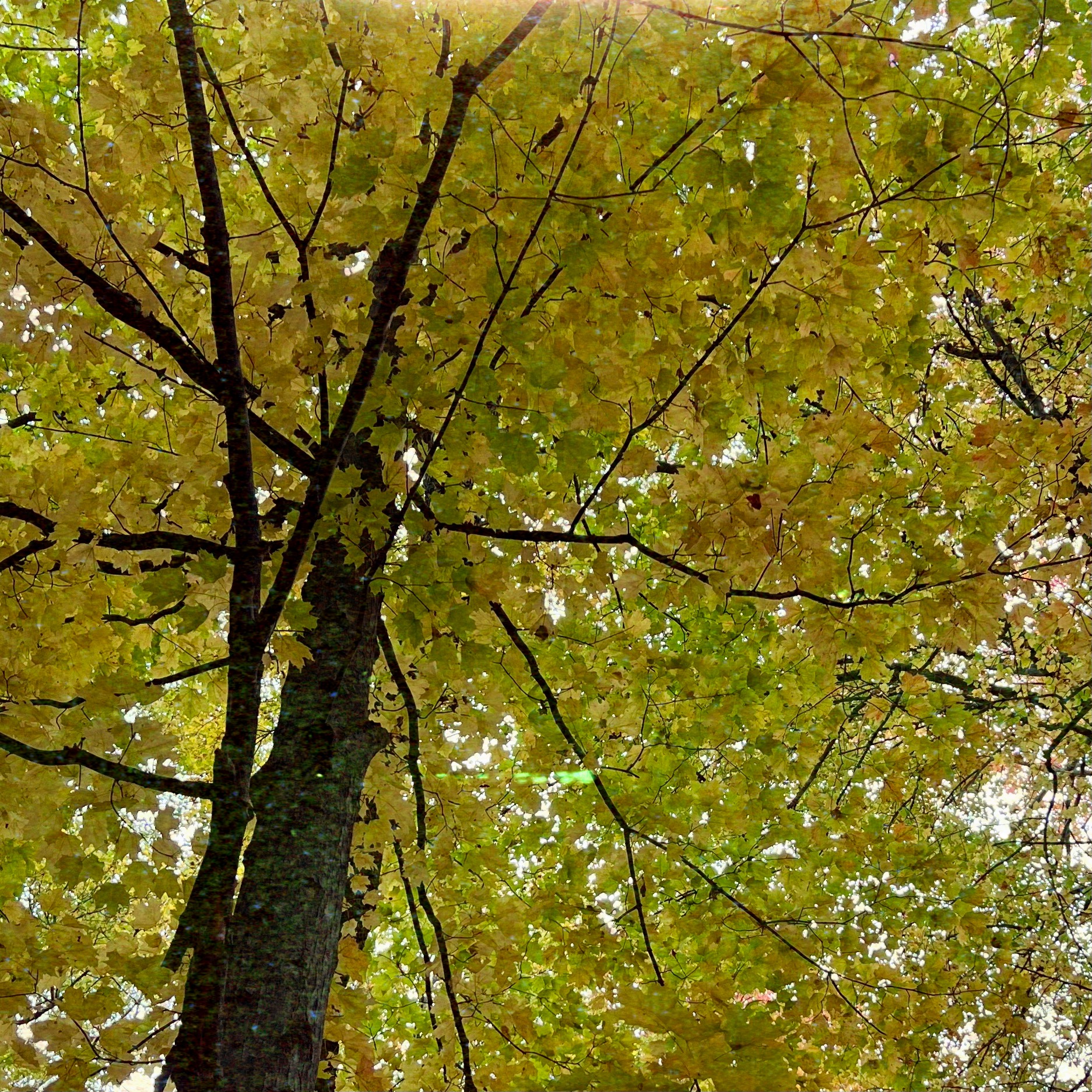 Tree with yellow autumn leaves