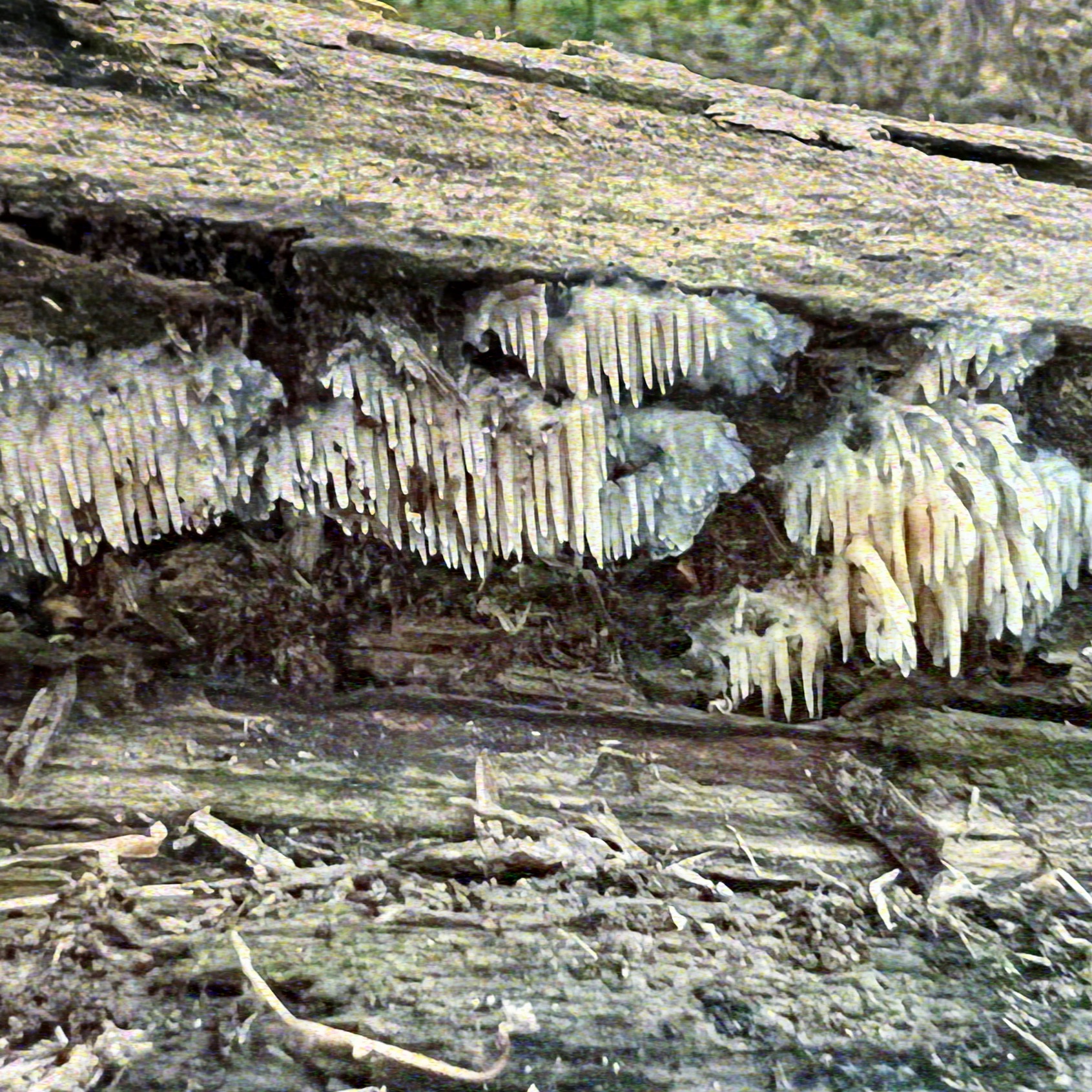 Ice formations on rock