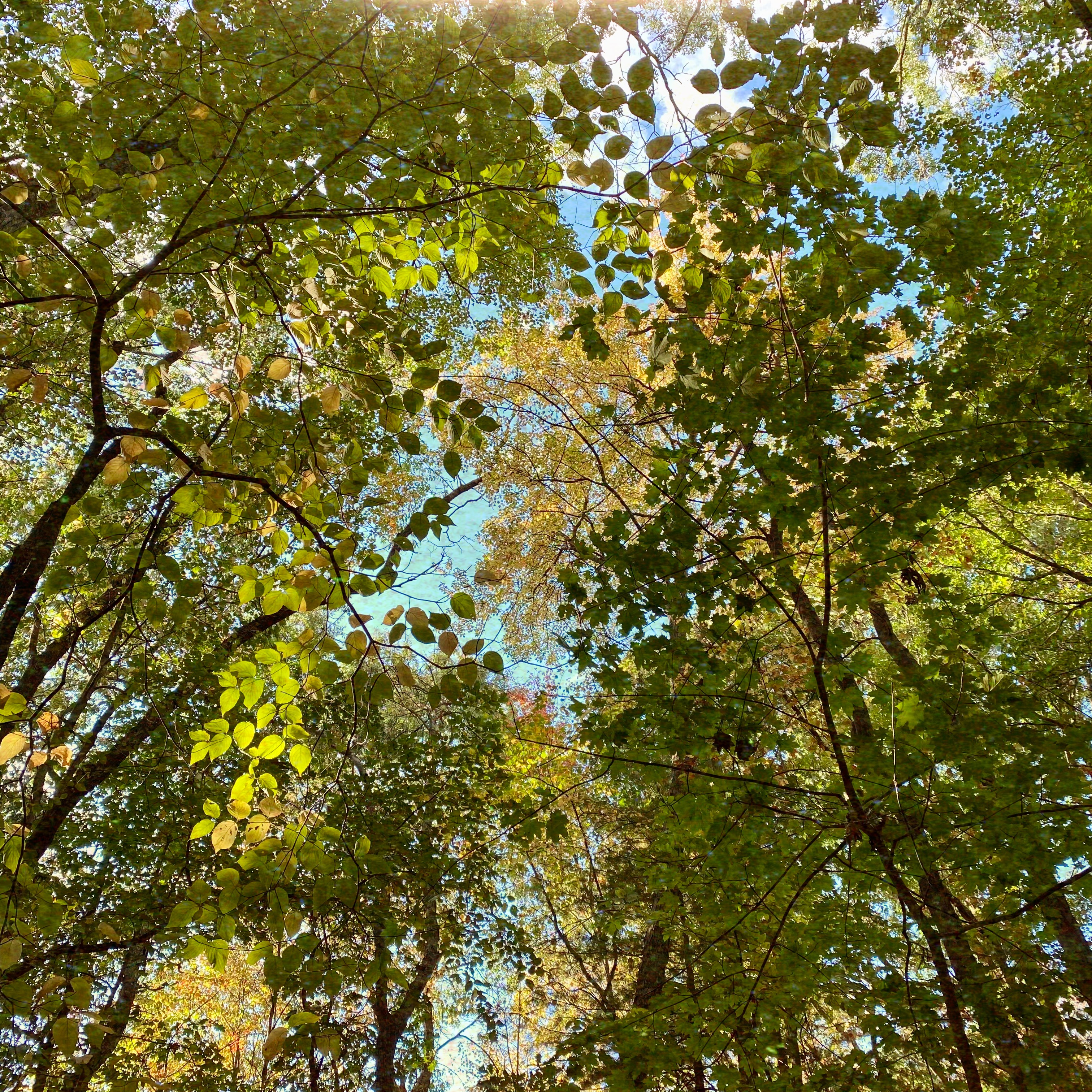 People walking in woods