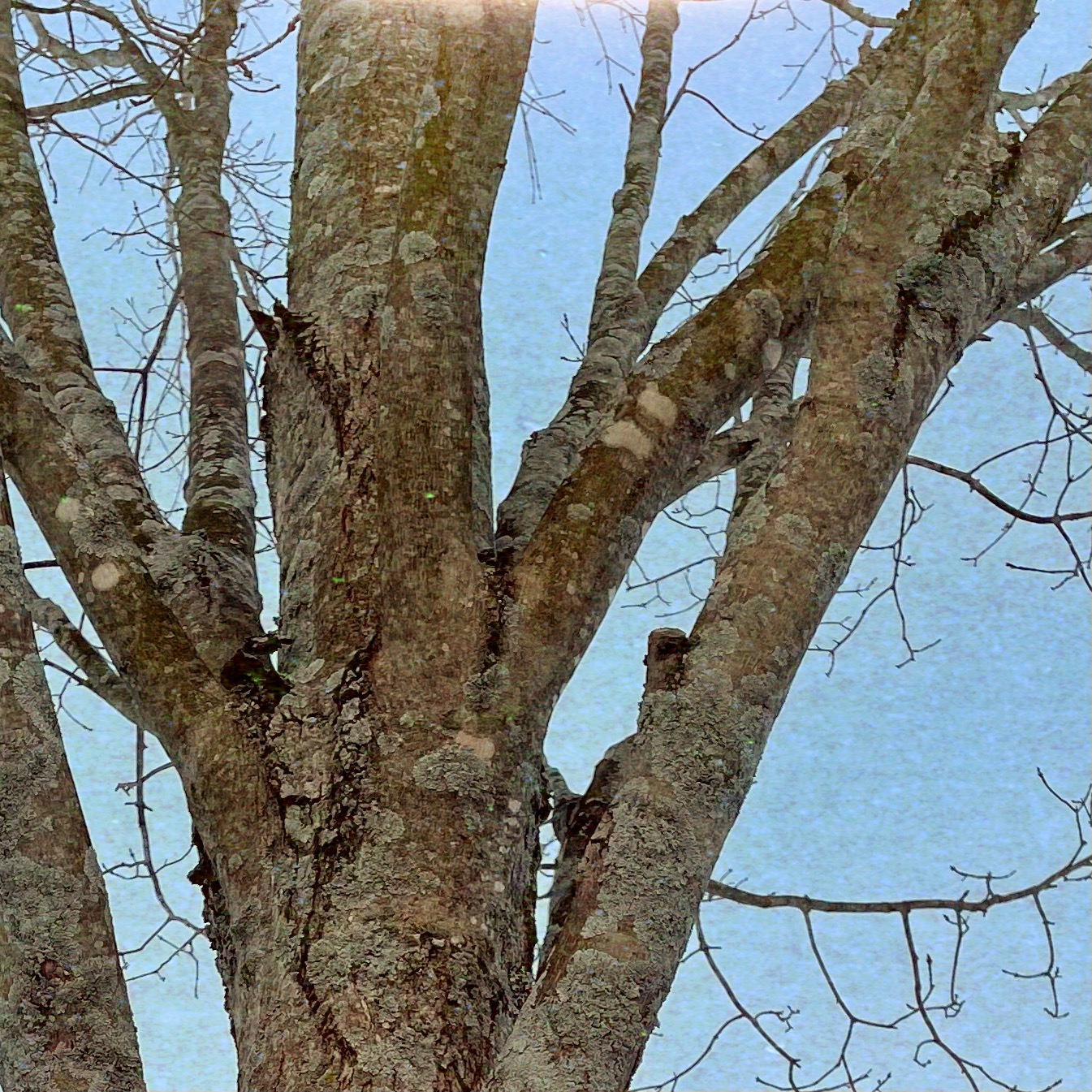 Tree trunk with branches