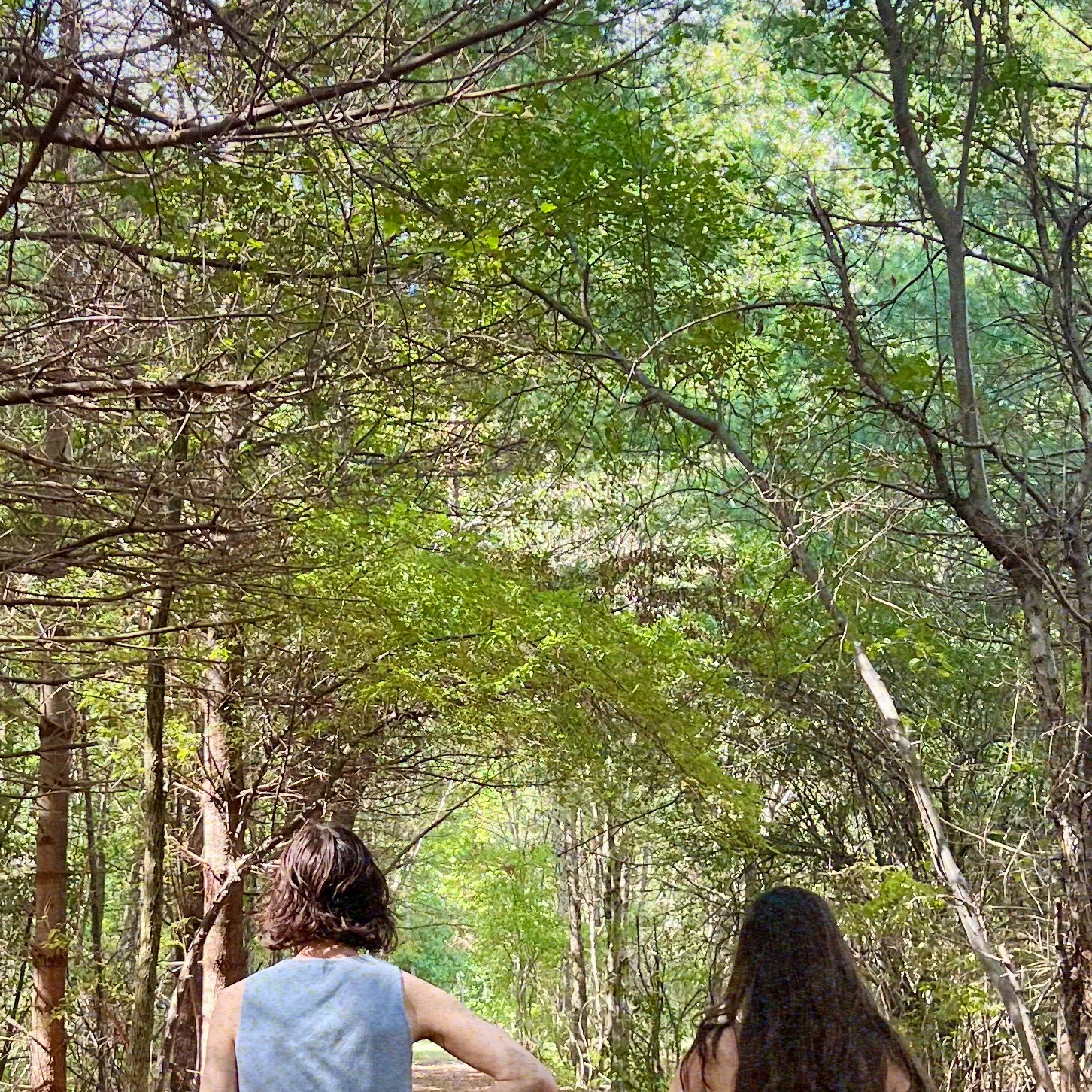 People walking in woods
