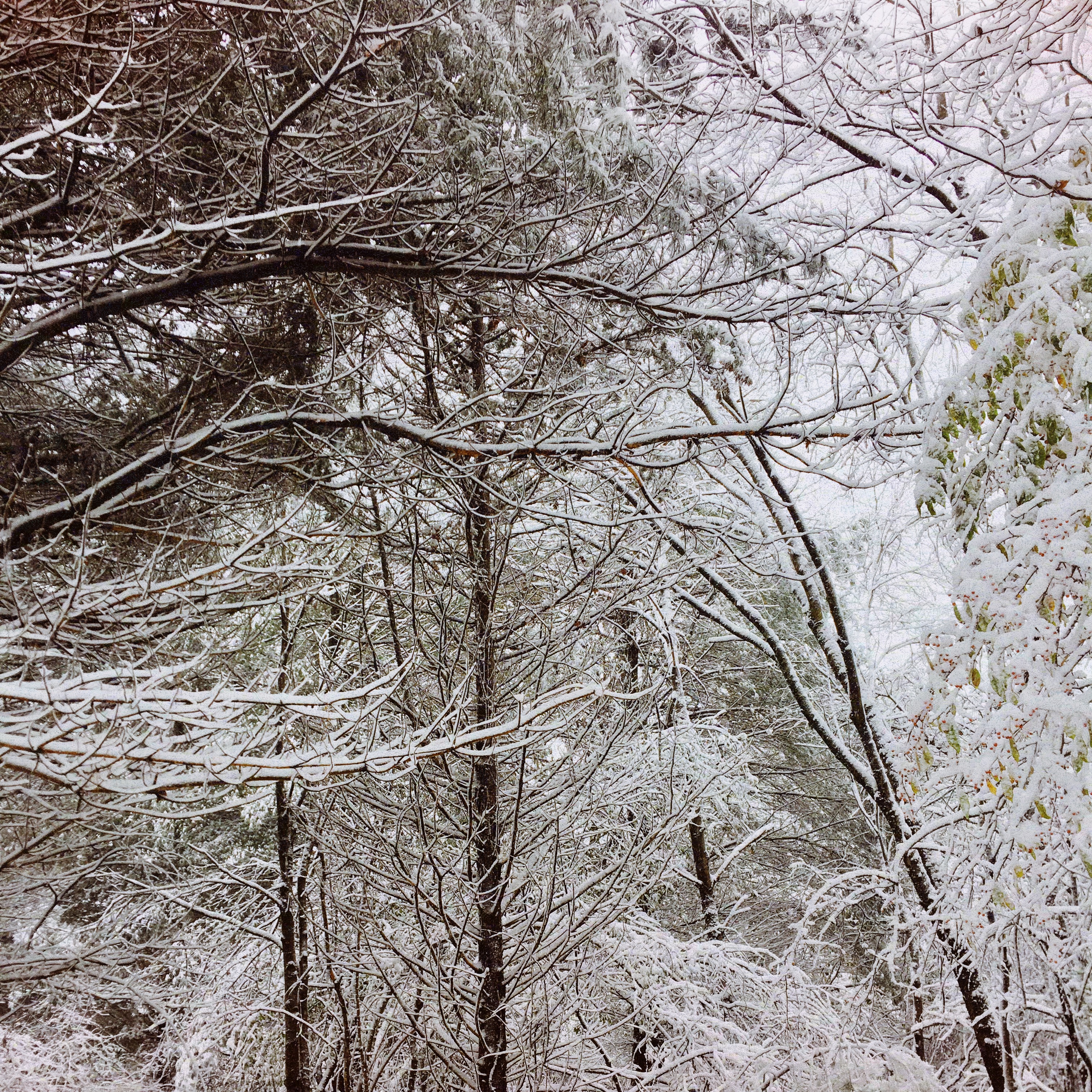Snow covered tree branches